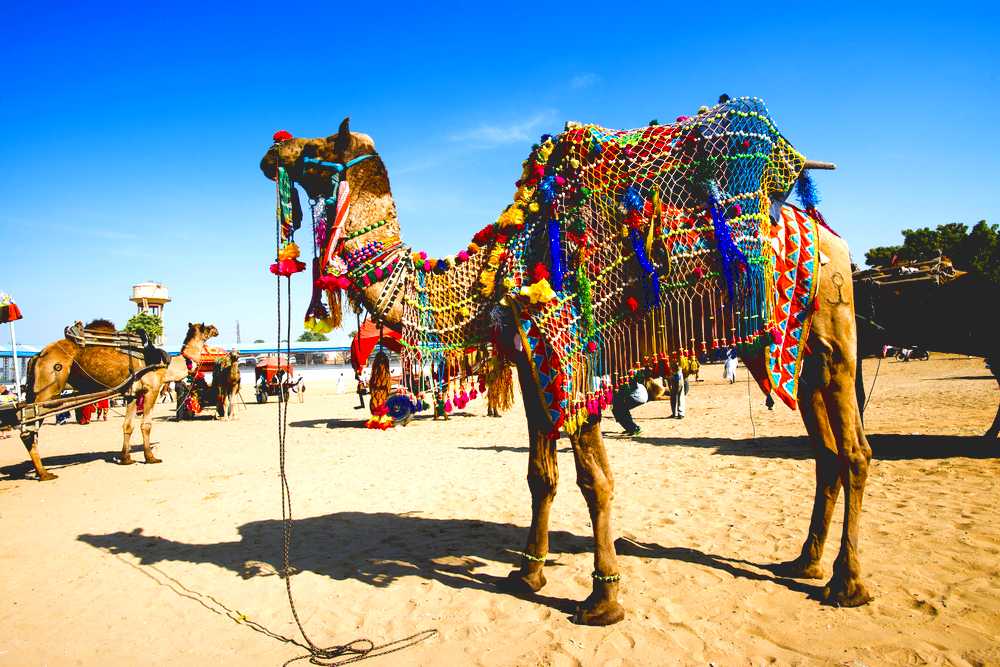 Rajasthan Family Tour Package